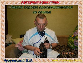 Аускультация.jpg