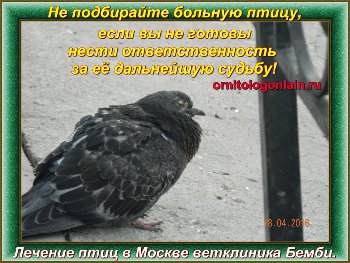 Ответственность за птицу..jpg