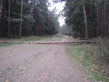 1 Ёлочки.jpg