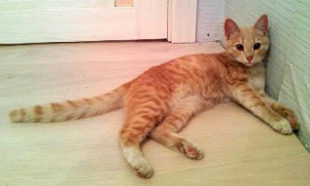 кот.jpg