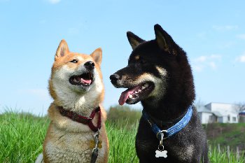 DSC_0594.JPG