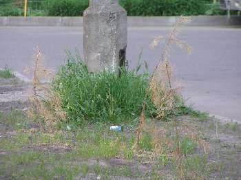 P5262833.JPG