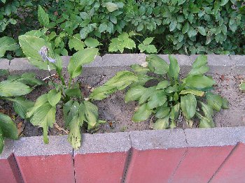 P7263550.JPG