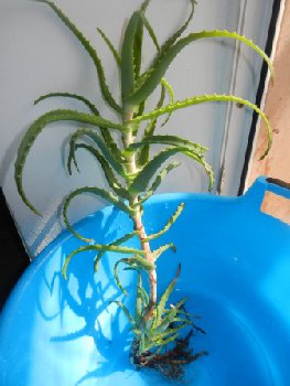 DSCN9537.JPG
