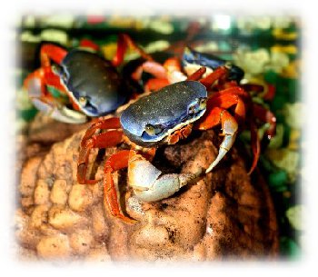 krab2.jpg