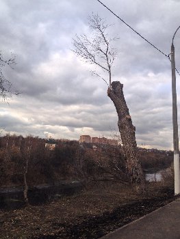 Дерево )