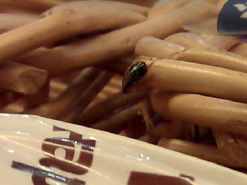 IMAG0445ф.jpg