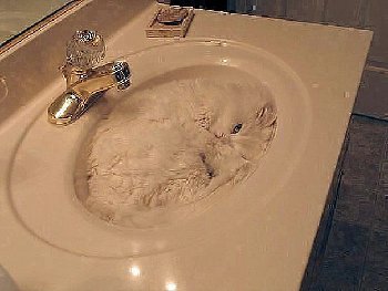КотТапки.jpeg