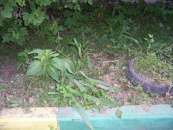 100_1775.JPG