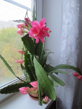 c1580fdeeb0ed1219daa0080668acbf4cc9e115a.JPG