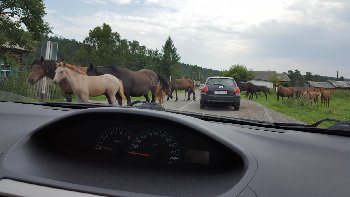 По дороге часто встречались хозяева этих самых дорог - лошадки и коровы