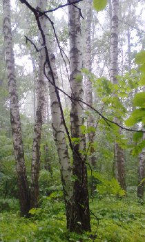 IMG_20170626_165714.jpg