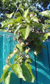 IMG_20170627_175501.jpg