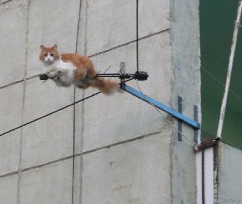 koshka2_na_antenne.jpg