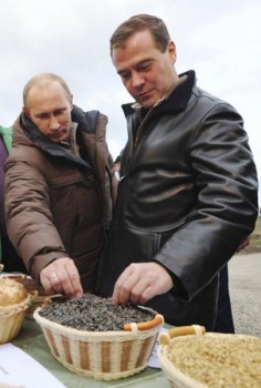 семки.jpg