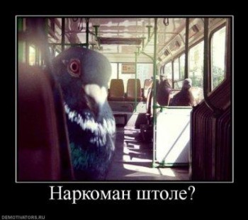 2907238.803635_narkoman-shtole.jpg