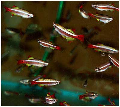 tanichthys_albonubes.jpg