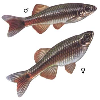 fish147.jpg