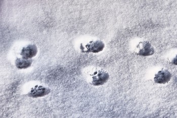 кошачьи