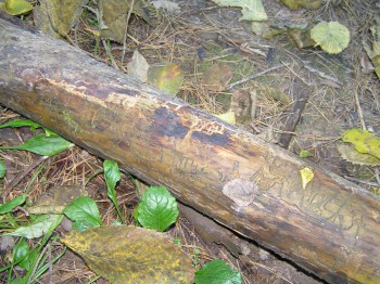 PA121347.JPG